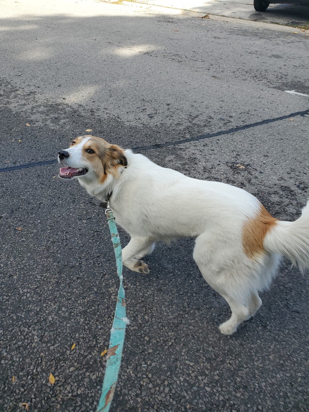 Wagzone Dog Walking & Pet Visits | 58 Graydon Dr, Mount Elgin, ON N0J 1N0, Canada | Phone: (519) 820-5359