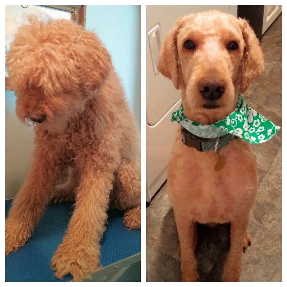 Stephs Dog Grooming | 67 Woodstock St S, Tavistock, ON N0B 2R0, Canada | Phone: (226) 749-0879
