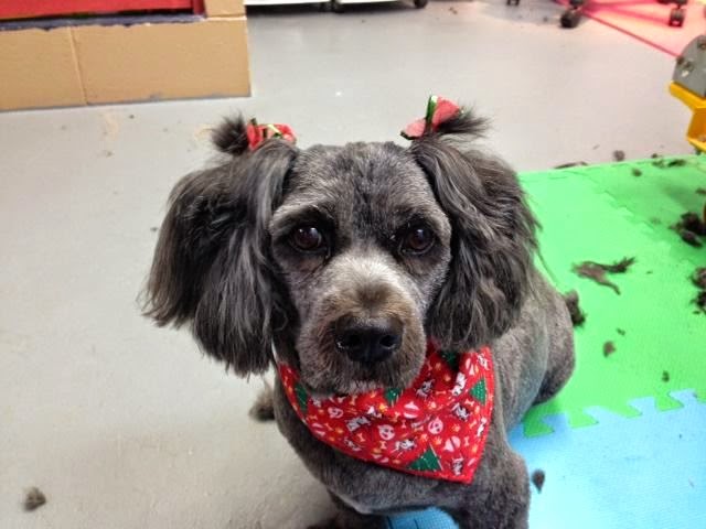 Paws to Claws Pet Services | 2832 Line 12, Bradford, ON L3Z 2A5, Canada | Phone: (289) 231-9205