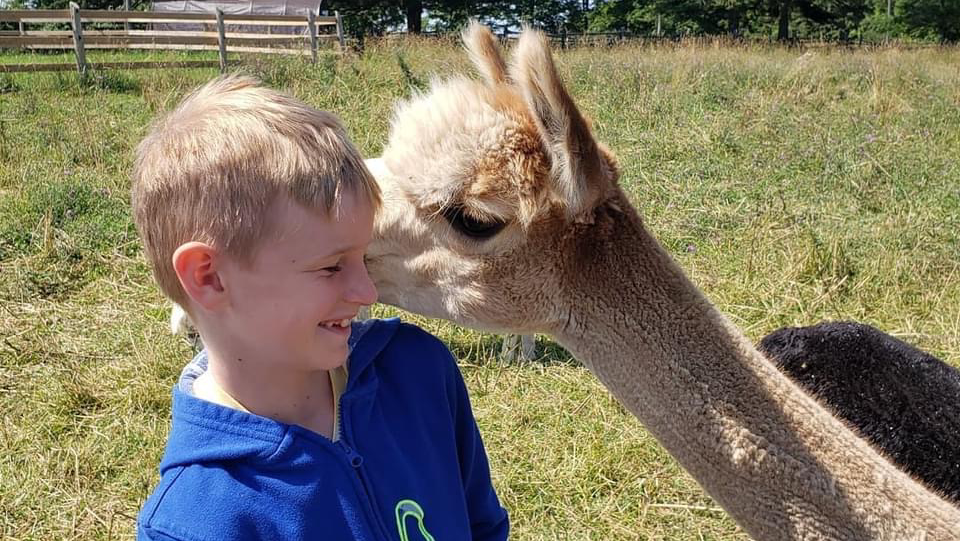 Jolly Zee Alpacas | 18692 Hurontario St, Caledon Village, ON L7K 0Y1, Canada | Phone: (905) 805-4356