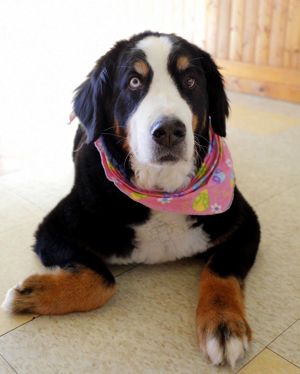 Beaute Canine | 2685 Chemin Ste Marie, Mascouche, QC J7K 1M8, Canada | Phone: (450) 474-4434
