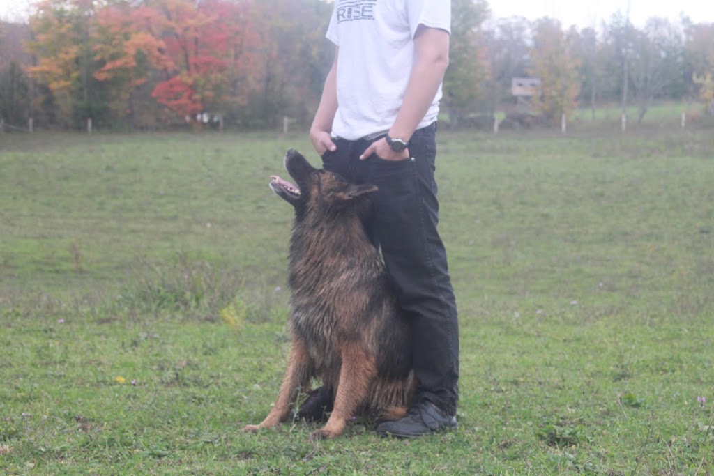North Grey K9 | 2020 20th St E Unit # 6,7,8,9, Owen Sound, ON N4K 5N3, Canada | Phone: (519) 939-6280