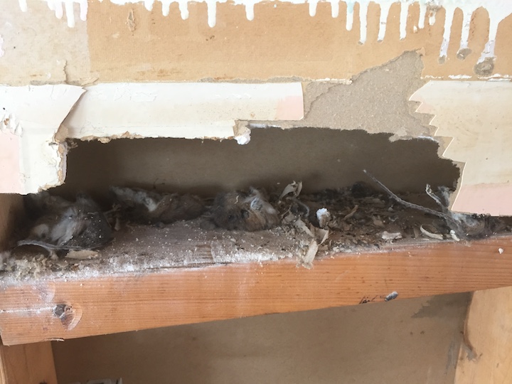 Extermination Complete Bugs Longueuil | 206 Rue Maple, Greenfield Park, QC J4V 2S1, Canada | Phone: (450) 651-1777