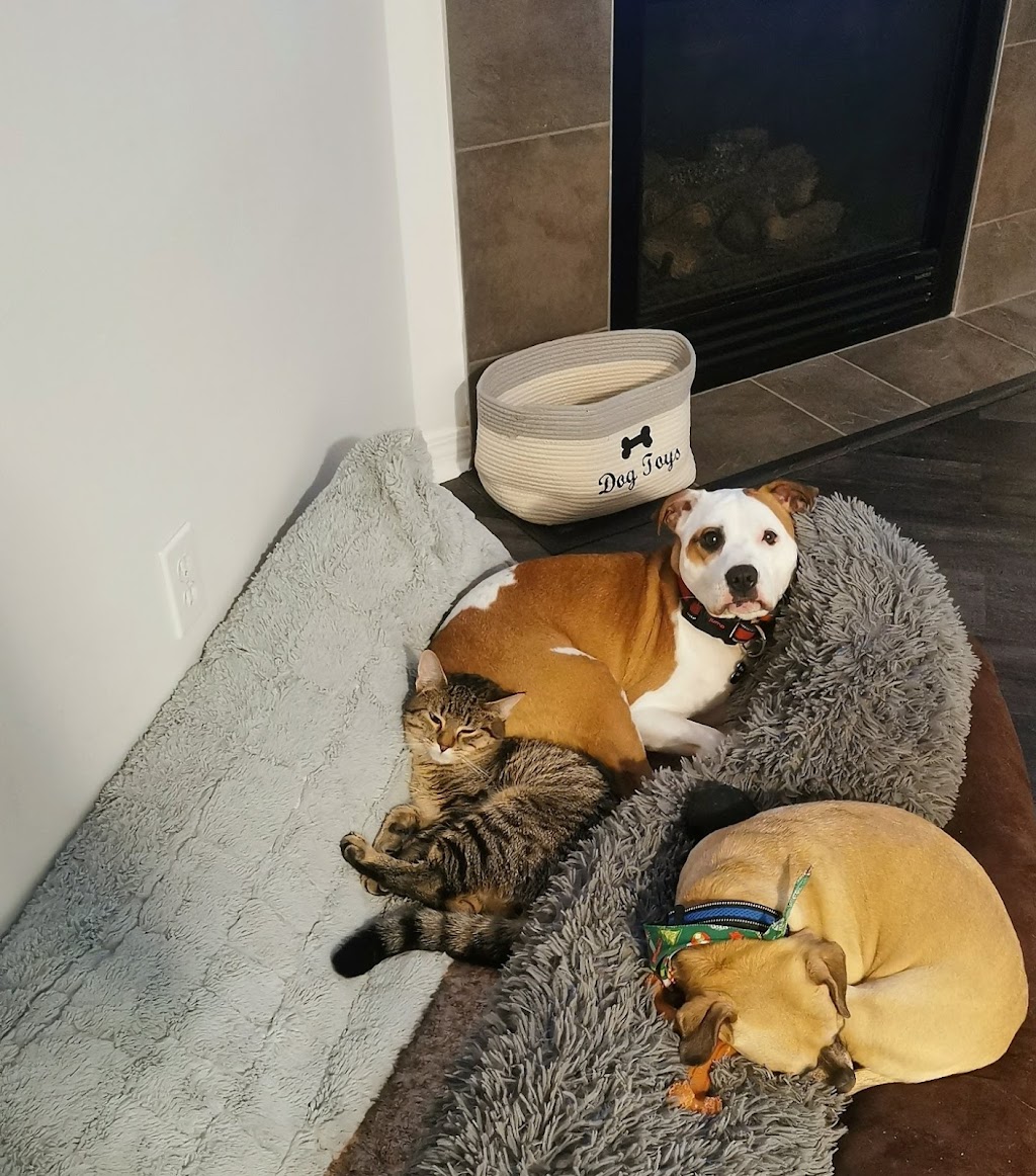 Fen Vet | 2880 Main St SE #1001, Airdrie, AB T4B 3G4, Canada | Phone: (587) 602-4442