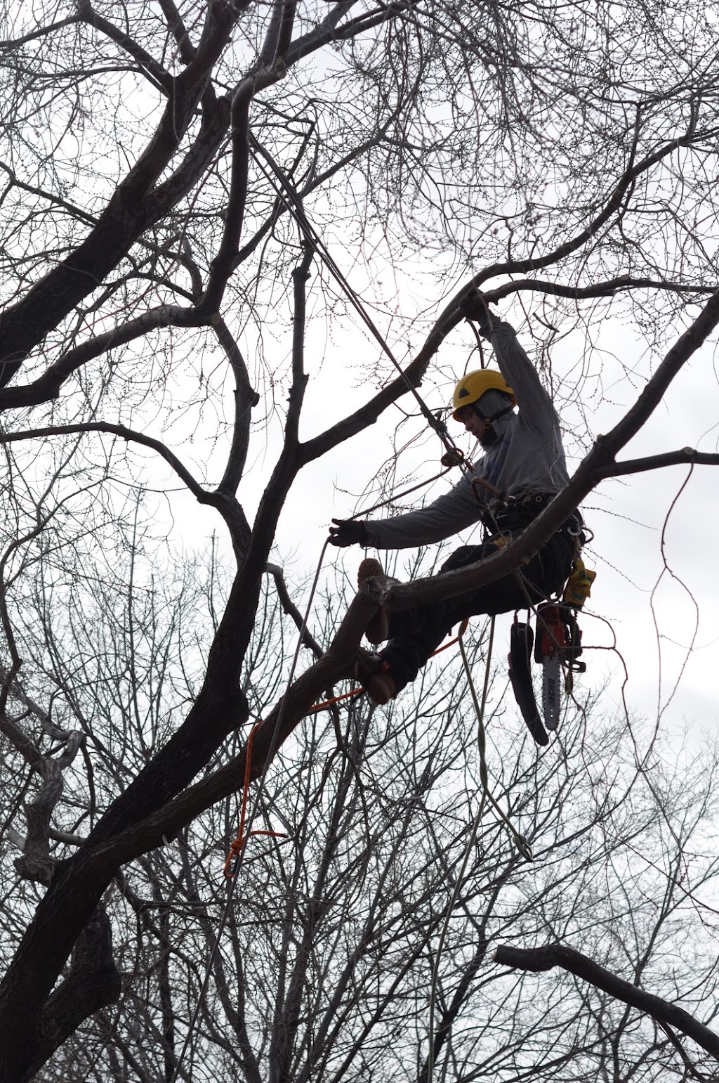 Britton Tree Care | 572 Jubilee Ave, Winnipeg, MB R3L 1P3, Canada | Phone: (204) 799-2504