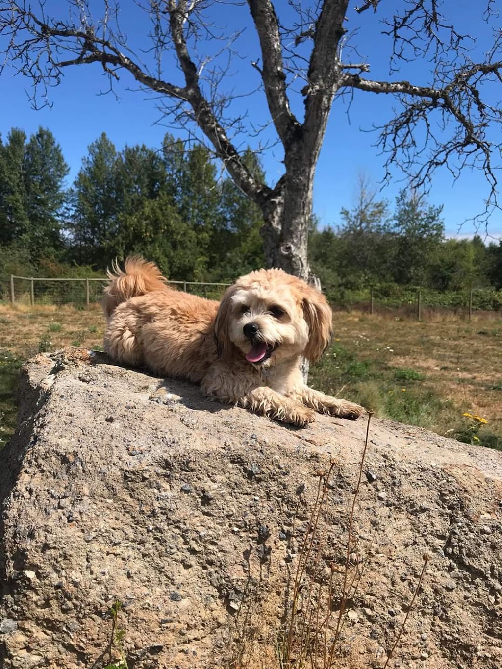 Central Bark | 154 Westwood Rd, Nanaimo, BC V9R 6R8, Canada | Phone: (250) 741-0778