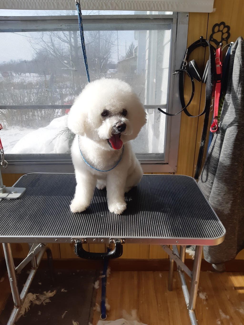 JP Grooming | 11 Shannon Rd, Bloomfield, ON K0K 1G0, Canada | Phone: (613) 848-5882