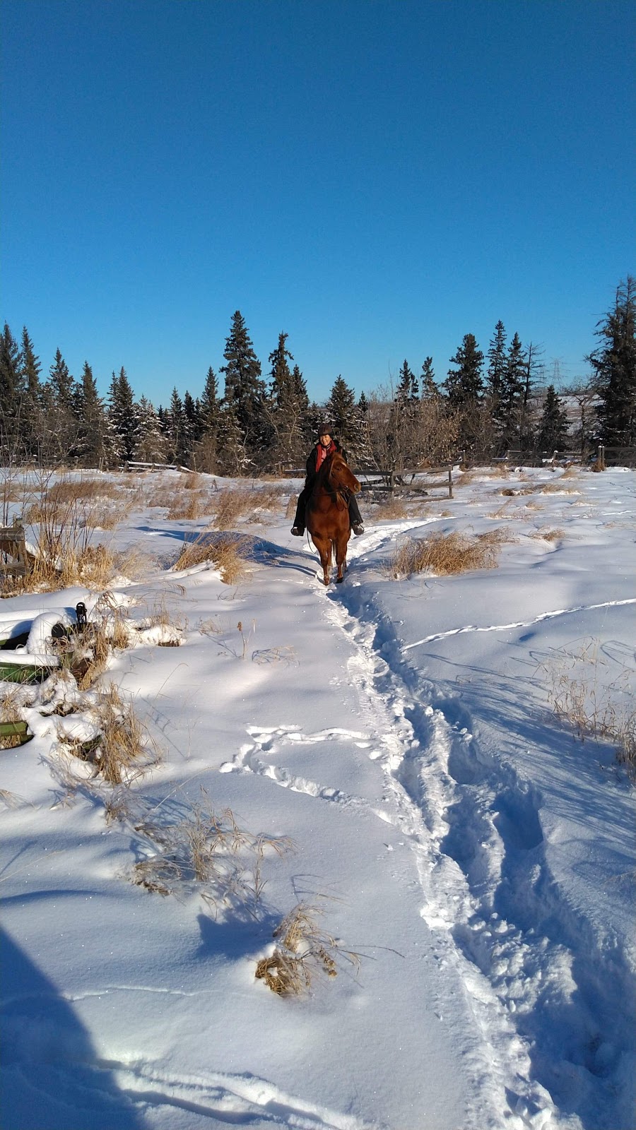 Whitewood Ranch | 3-55509 Range Rd 225, Gibbons, AB T0A 1N0, Canada | Phone: (780) 893-7988
