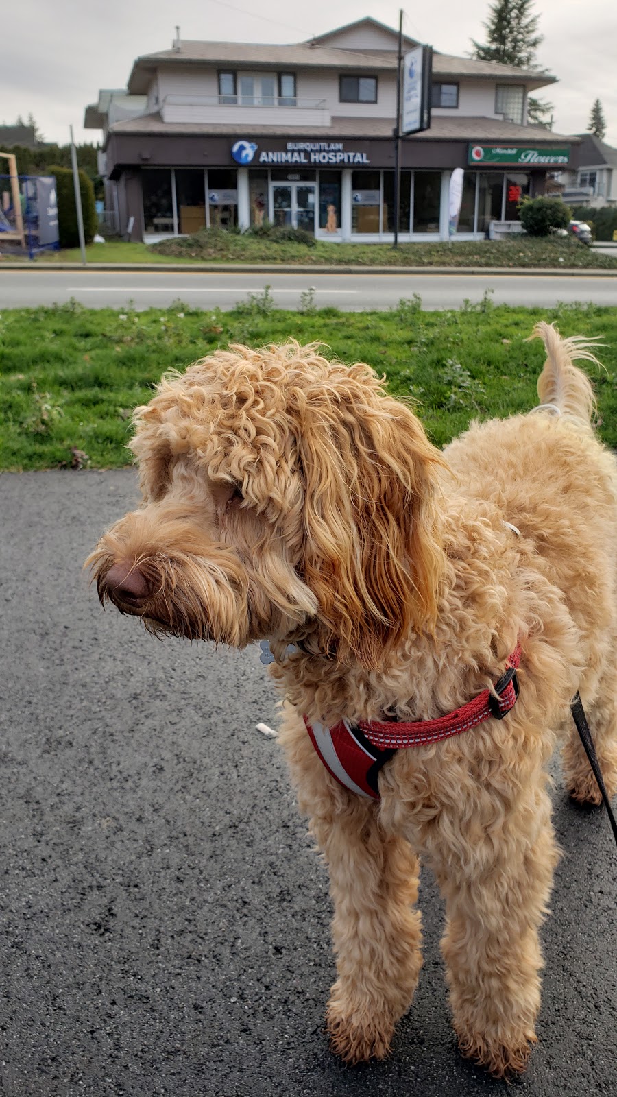 Burquitlam Animal Hospital | 658 Clarke Rd, Coquitlam, BC V3J 3Y1, Canada | Phone: (604) 936-3447