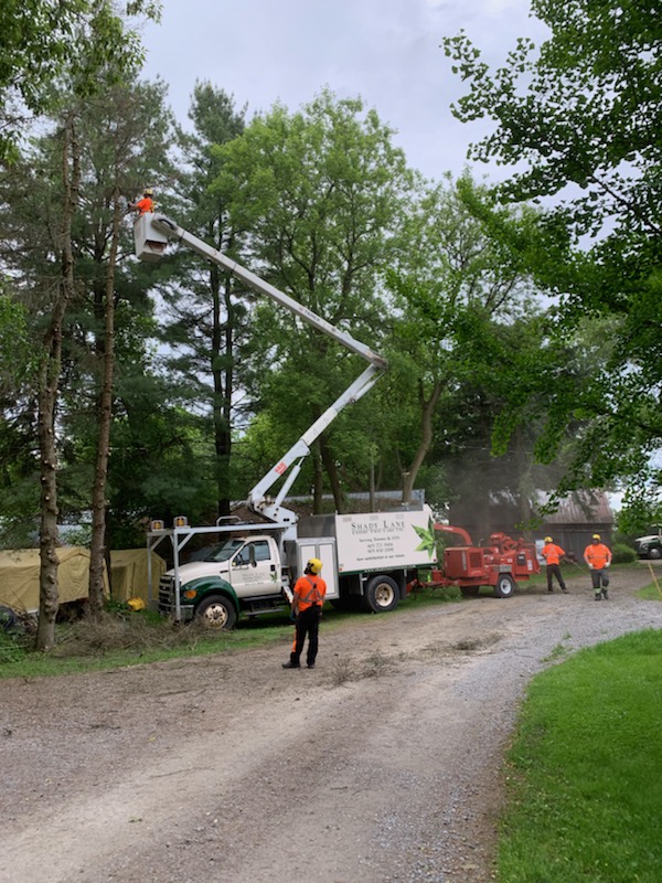 Shady Expert Tree Care | 17468 Warden Ave., Newmarket, ON L3Y 4W1, Canada | Phone: (905) 830-0081