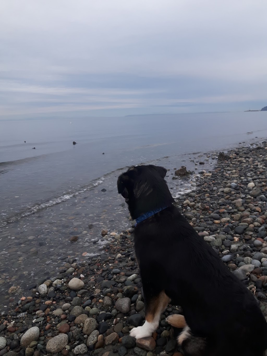 Dog Friendly Beachside Park | 15782 Marine Dr, White Rock, BC V4B 1E6, Canada