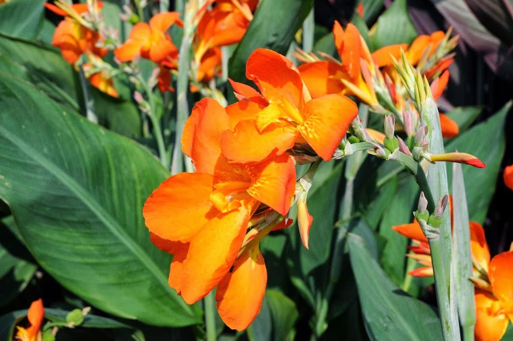 Les fleurs de lîle | 2250 Chemin Royal, Sainte-Famille, QC G0A 3P0, Canada | Phone: (418) 829-0344