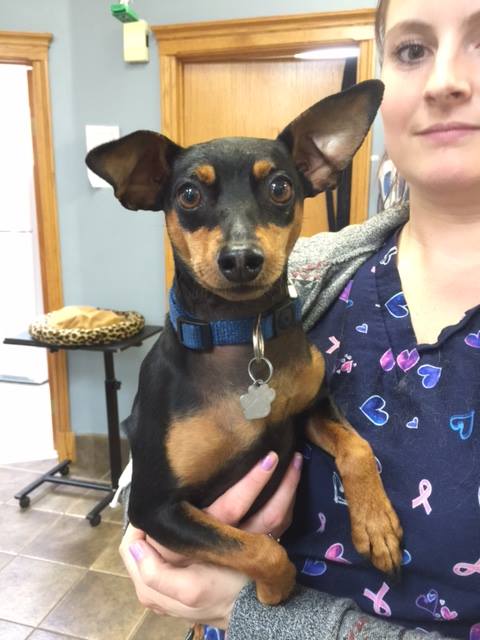 Elizabeth Street Pet Hospital | 74 Elizabeth St #2, Okotoks, AB T1S 1B5, Canada | Phone: (403) 982-8387