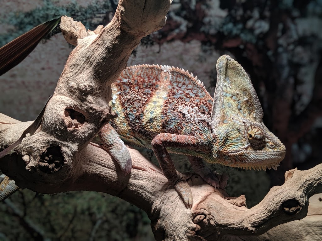 Little Rays Reptile Zoo and Nature Centre- Hamilton | 869 Barton St E, Hamilton, ON L8L 3B4, Canada | Phone: (905) 549-6868