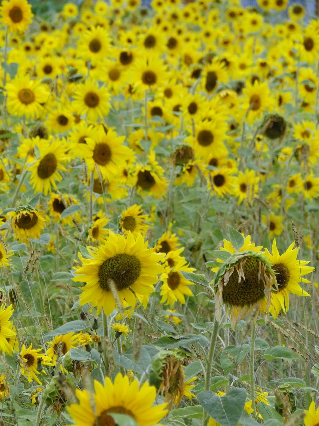 Jardins du Centre (Les) | 91 Rang des Éboulements Centre, Les Éboulements, QC G0A 2M0, Canada | Phone: (418) 635-2387