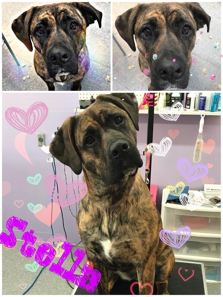 Dog Grooming Calgary | 2106, 380 Canyon Meadows Dr SE, Calgary, AB T2J 7C3, Canada | Phone: (587) 997-6274