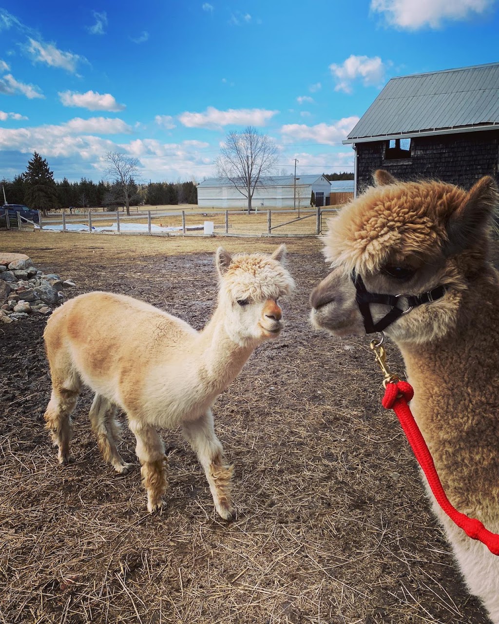 Kavanaugh Farms | 4533 Old Scugog Rd, Bowmanville, ON L1C 6T4, Canada | Phone: (289) 356-1029