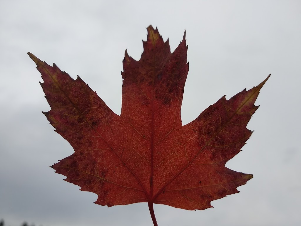 Lake Country Cycle | 3175 Woodsdale Rd, Lake Country, BC V4V 1X8, Canada | Phone: (250) 448-1926