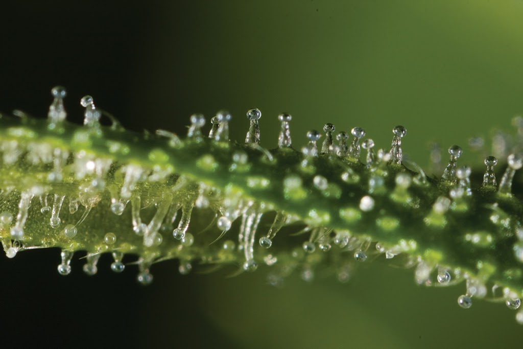 Phytomedical | 26 Meteor Dr, Etobicoke, ON M9W 1A4, Canada | Phone: (647) 907-5110
