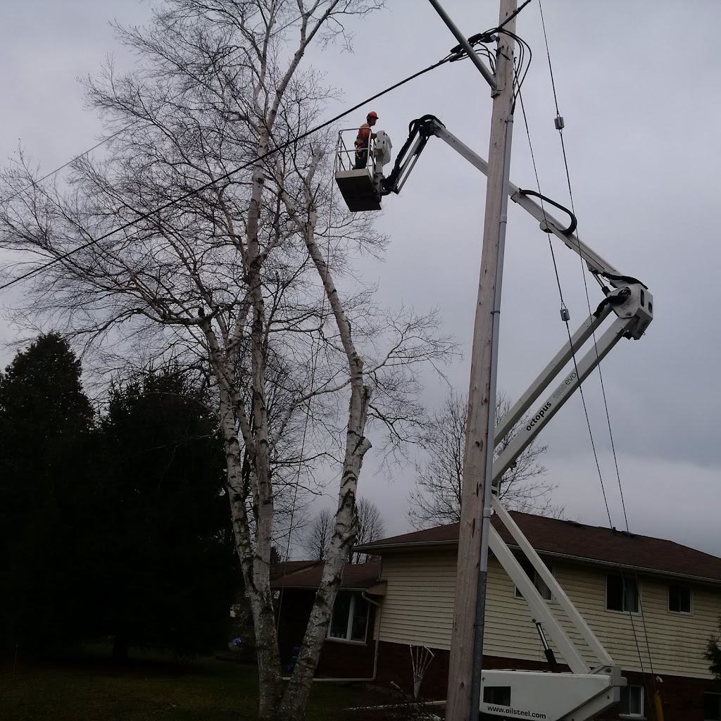 Git-R-Down Tree Service | 178 ON-30, Brighton, ON K0K 1H0, Canada | Phone: (613) 849-8789