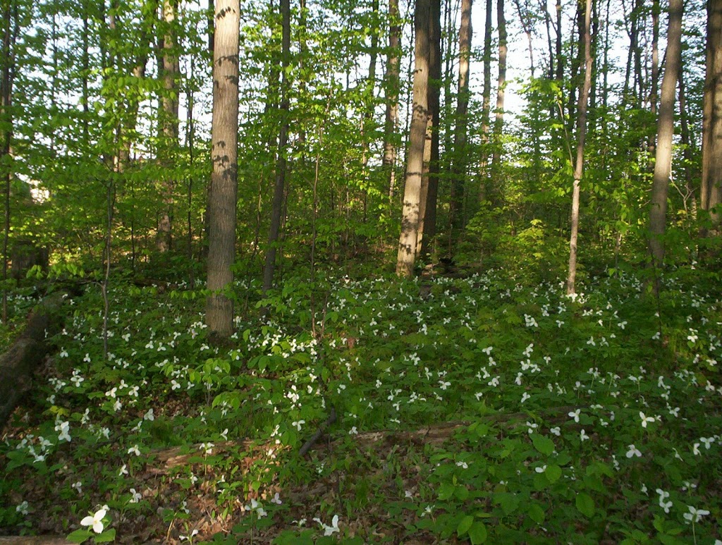 Case Woodlot | Aurora, ON L4G 5W2, Canada