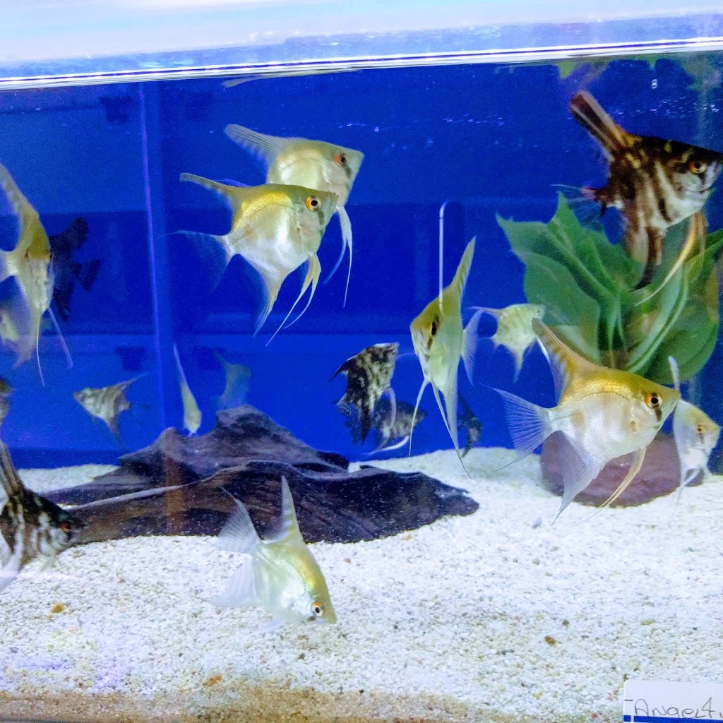 Aqua Tropics | 473D Rogers Rd, Toronto, ON M6M 0B3, Canada | Phone: (416) 604-3530
