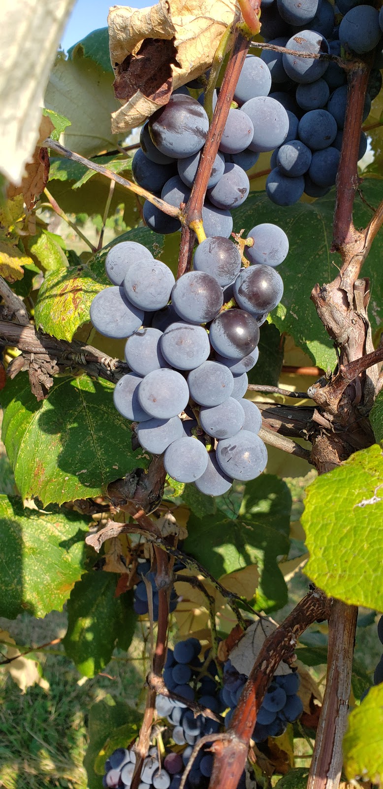 Quai Du Vin Estate Winery LTD | 45811 Fruit Ridge Line, St Thomas, ON N5P 3S9, Canada | Phone: (519) 775-2216