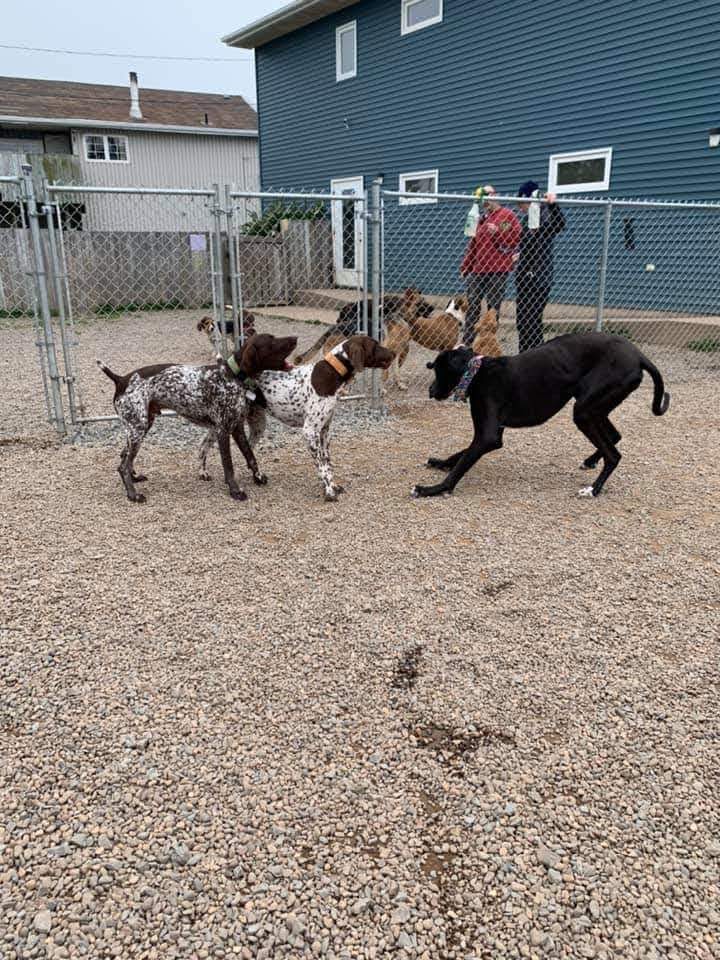 The Canine Club Eastern Passage | 153 Cow Bay Rd, Eastern Passage, NS B3G 1C2, Canada | Phone: (902) 405-1130