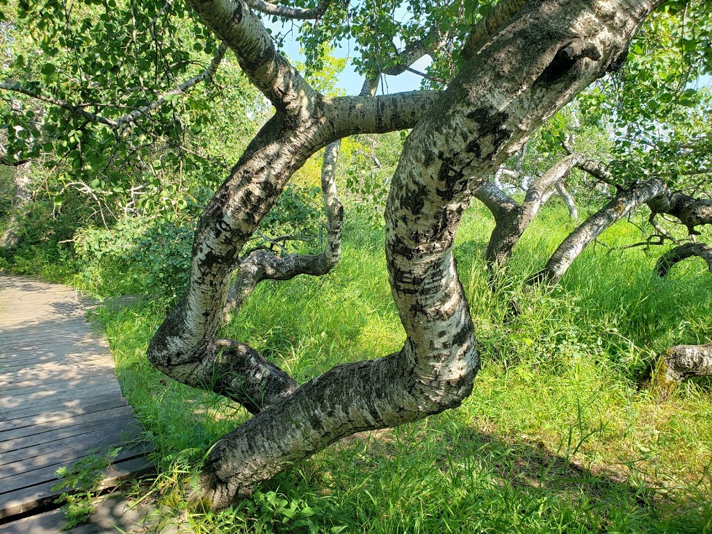 The Crooked Bush | Alticane, SK S0M 0A0, Canada | Phone: (306) 549-2331