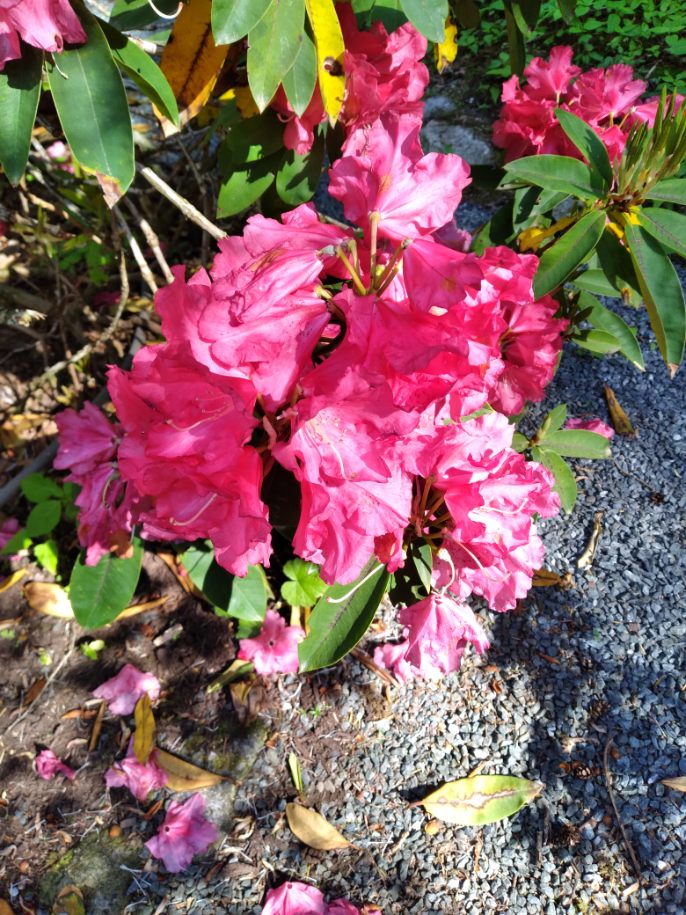 BNN RHODODENDRONS NURSERY | 43204 Honeysuckle Dr, Chilliwack, BC V2R 4A4, Canada | Phone: (604) 795-2354
