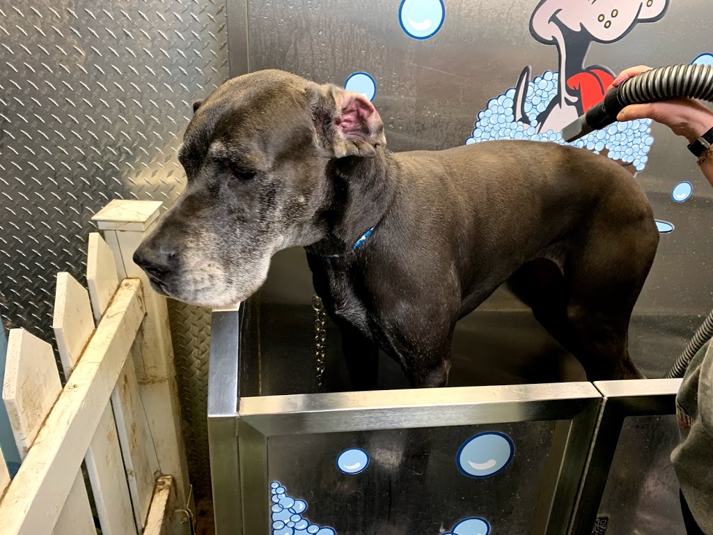 Dog-Gone Clean Inc. | 625 Greenhill Ave #12B, Hamilton, ON L8K 5E8, Canada | Phone: (905) 869-2917