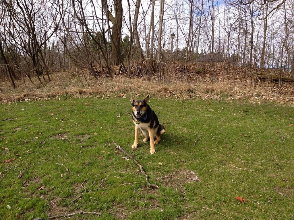 Waggz and Whiskerz Pet Services | 4902 Davis Dr, Cedar Valley, ON L0G 1E0, Canada