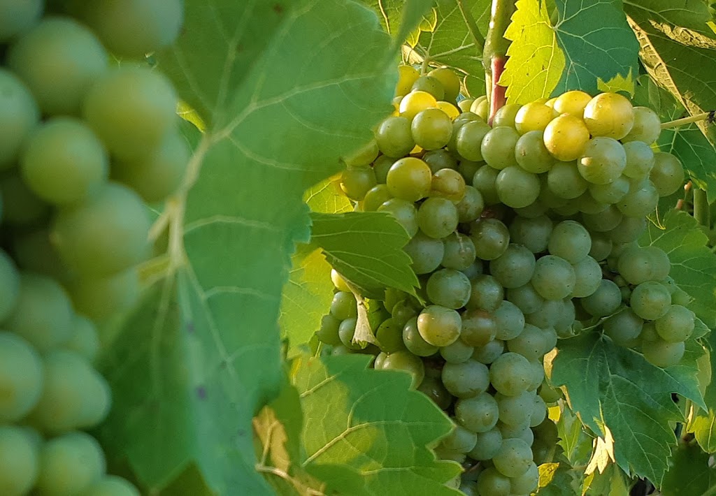 Mercator Vineyards | 88 Dyke Rd, Wolfville, NS B4P 2R1, Canada | Phone: (902) 542-7770