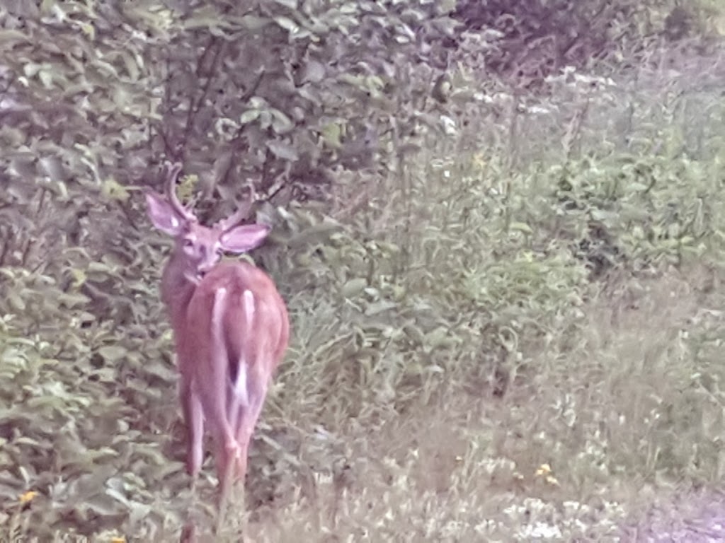 Back Country Tours | 1473 ON-118, Haliburton, ON K0M 1S0, Canada | Phone: (888) 955-9076