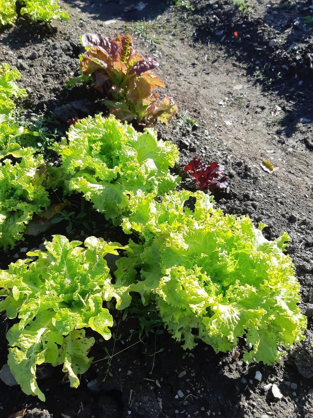 Jardin Paladin Garden inc. | Sur le coin de la 220 et, Chemin de la Colline, Orford, QC J1X 6R4, Canada | Phone: (819) 574-3093