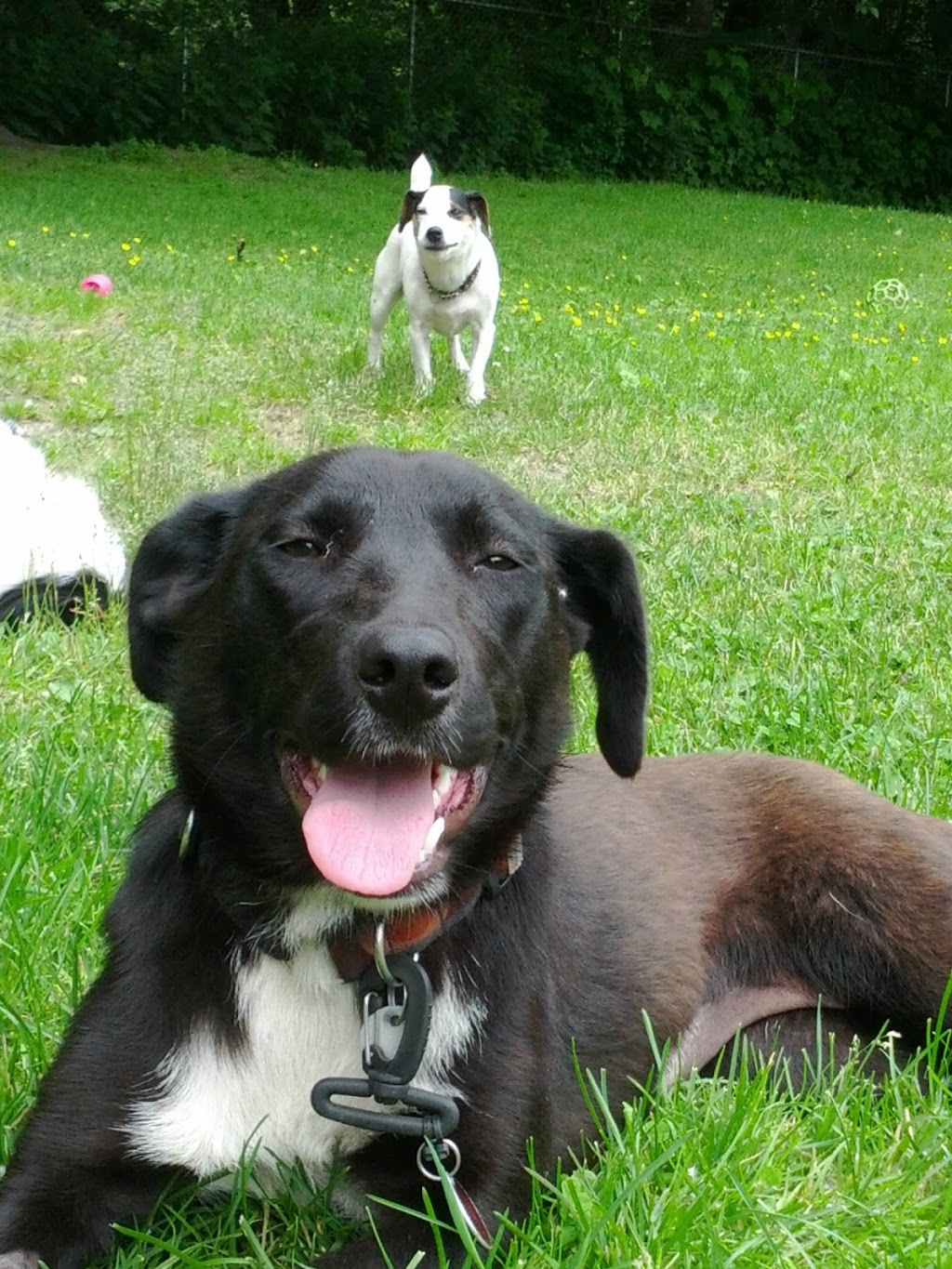 Ruff Stuff Dog Services | 1730 Vernon Dr, Vancouver, BC V6A 3T8, Canada | Phone: (604) 877-8075