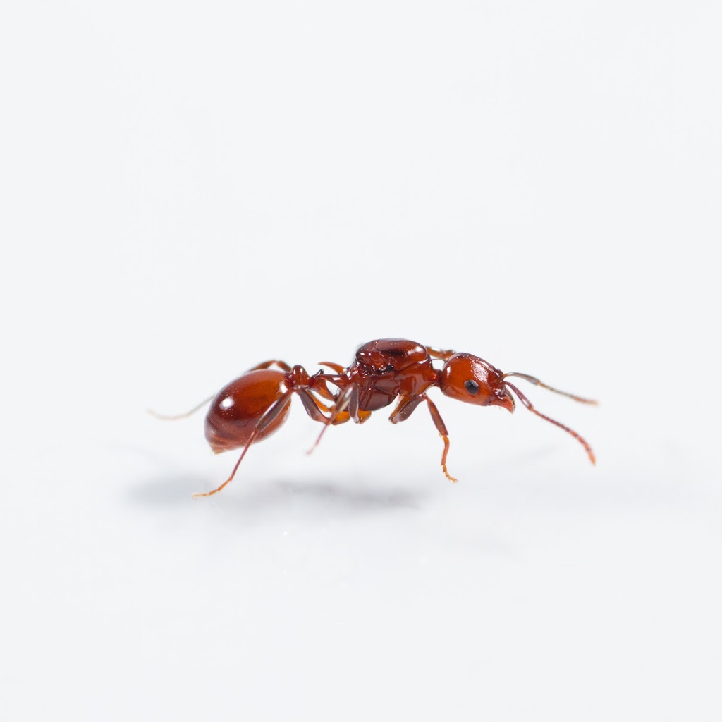 Canada Ant Colony | 27 Frybrook Crescent, Richmond Hill, ON L4B 4B8, Canada | Phone: (437) 213-9082
