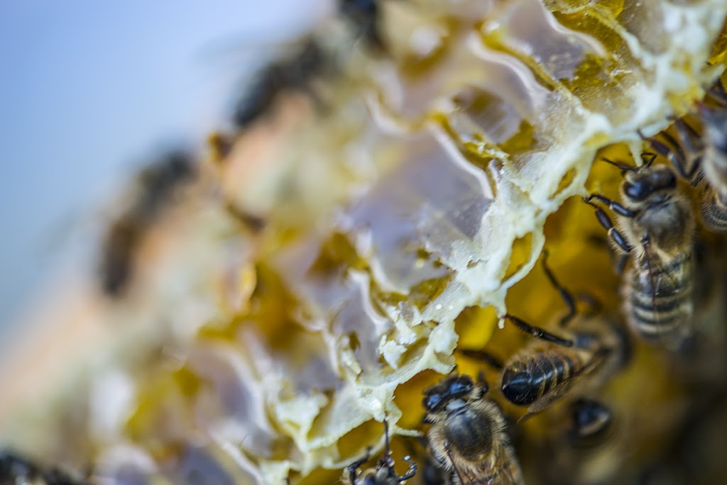 Hiveshare | Box 56, Sutton, ON L0E 1R0, Canada | Phone: (416) 543-0401