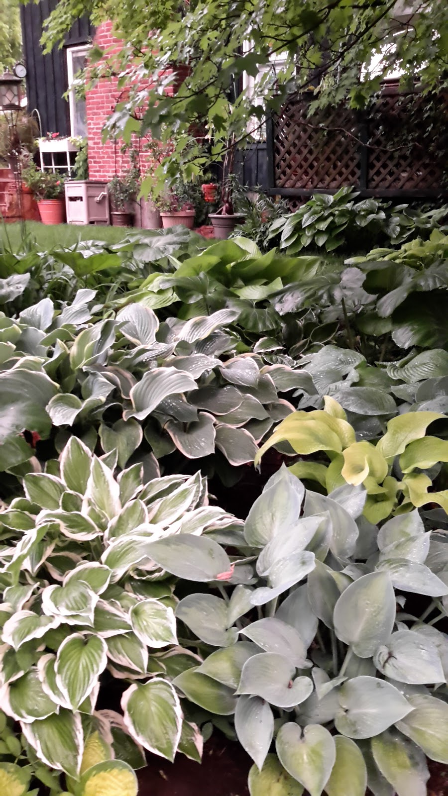 Stonewood Gardens Perennials Annd Tropical Plants | 367 Ervine Rd, Thomasburg, ON K0K 3H0, Canada | Phone: (613) 707-6977
