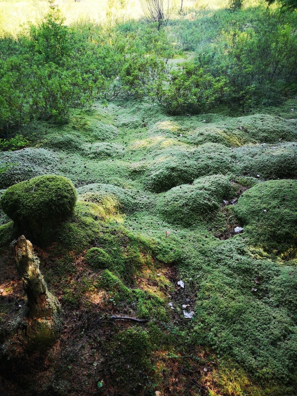 Camosun Bog | Imperial Dr, Vancouver, BC V6S, Canada