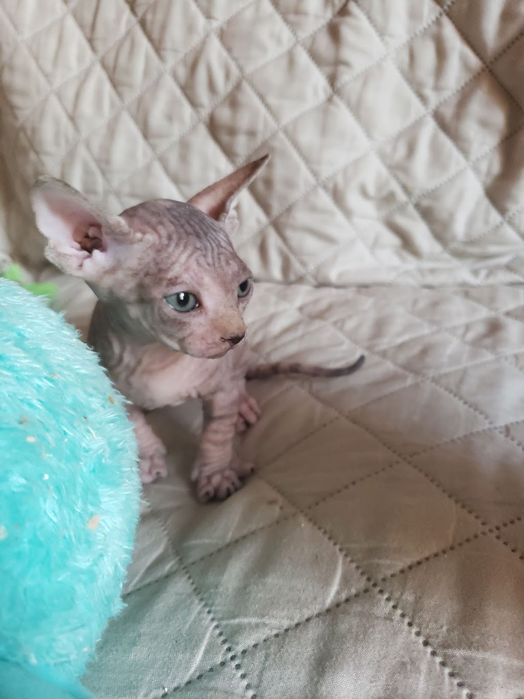 Rare N Bare Sphynx Cattery | 78 Main St S POB 128, Hagersville, ON N0A 1H0, Canada | Phone: (905) 379-4489