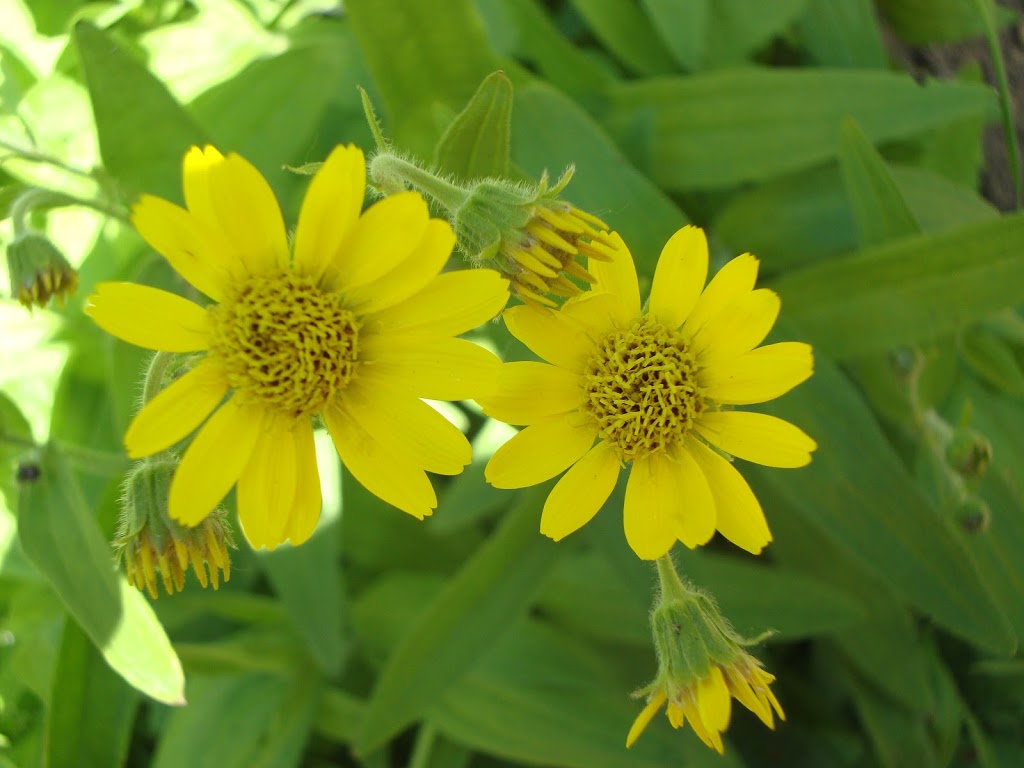 Tree Frog Farm | 3679 Sunrise Rd, Lummi Island, WA 98262, USA | Phone: (360) 758-7260