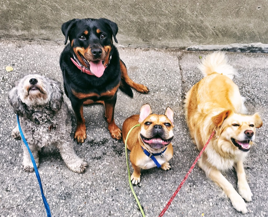 We Wag Toronto | 17 Love Crescent, Toronto, ON M4E 1V6, Canada | Phone: (647) 901-7367