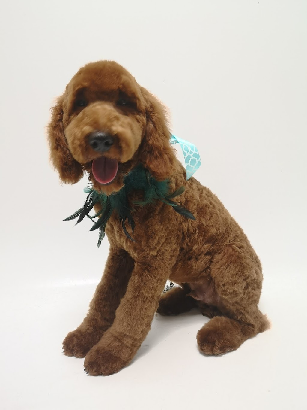 Salon De Toilettage Stars Canins | 5850 Chem. de Chambly, Saint-Hubert, QC J3Y 6W9, Canada | Phone: (450) 486-7827