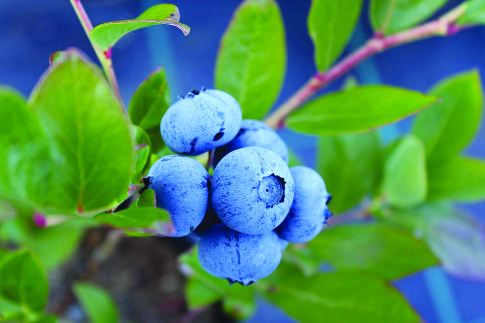 Whiffletree Farm and Nursery | 6987 8 Line W, Elora, ON N0B 1S0, Canada | Phone: (519) 669-1349