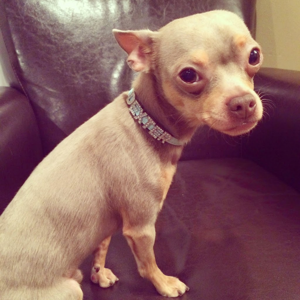 Crowned Canines Dog Grooming Spa & Boutique | 63 Queen St S Unit 6, Mississauga, ON L5M 3S9, Canada | Phone: (905) 997-4738