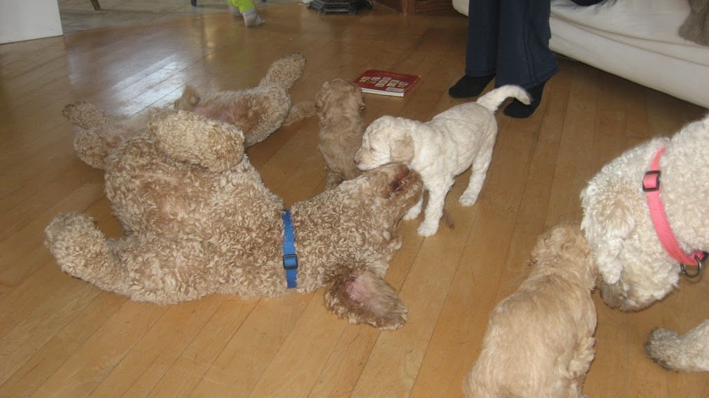 Ponsonby Poodle Doodles | 5941 Wellington Rd 7, Guelph, ON N1H 6J2, Canada | Phone: (519) 830-4334