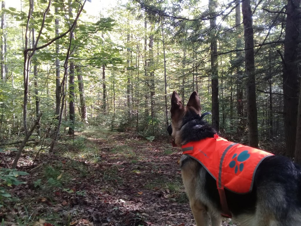 Raven Frost Canine Academy | 598224 2 Line W, Honeywood, ON L9V 0B5, Canada | Phone: (705) 828-4353