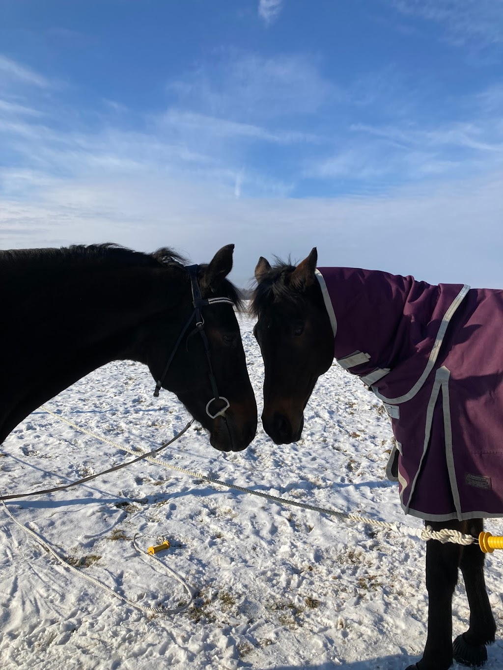 Greystoke Stable & Equine Wellness Services | 367 Tv Tower Rd, Pembroke, ON K8A 6W6, Canada | Phone: (613) 401-3931