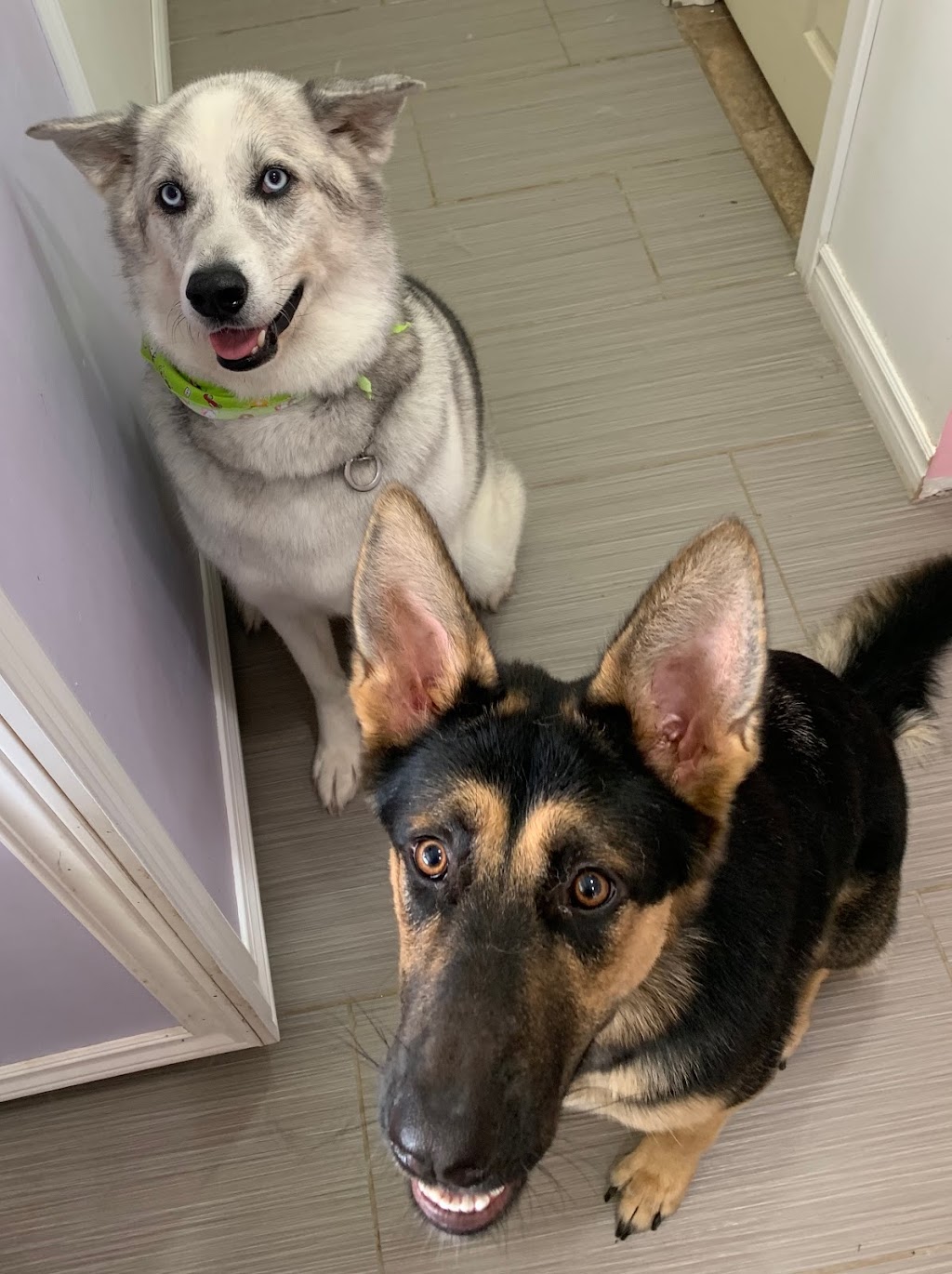 Goode Fur-Baby Salon & Spa | 173 Victoria St, Ingersoll, ON N5C 2N2, Canada | Phone: (519) 240-4038